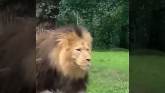 АФРИКАНСКИЙ ЛЕВ - БРУТАЛЬНЫЙ ЛЕВ смотреть онлайн