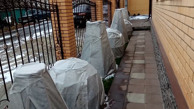 Кустарники укрывать или не укрывать? самшит, тую, можжевельник, спирею . смотреть онлайн