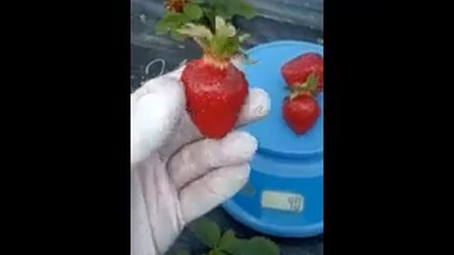 Клубника ДЖОЛИ. Как всегда вкусная.... смотреть онлайн
