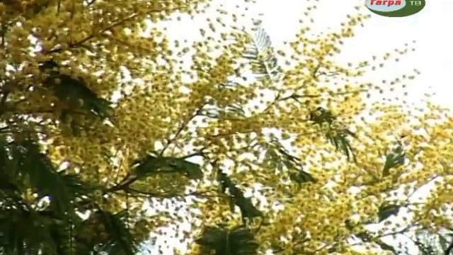 В Гагру пришла весна (2013) смотреть онлайн