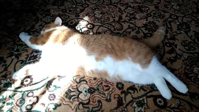 Клип про моего кота Кайфамэн смотреть онлайн