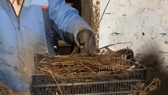 ПРОДАЖУ САЖЕНЦЕВ С ОКС ЗАКРЫВАЕМ 12.04.2021г. смотреть онлайн