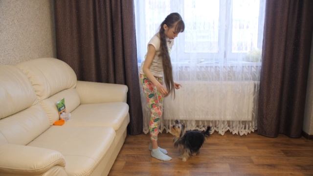 Как научить щенка команде "Сидеть"? смотреть онлайн