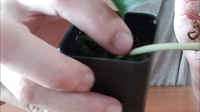 Life of a plant - variegated Scindapsus jade satin (marble variegation + half-moon) смотреть онлайн