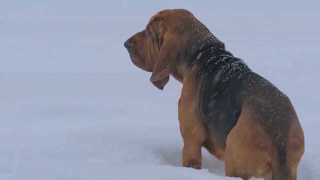 Bloodhound facts 🐩 Pet Dogs 🐕 large scent hound, originally bred for hunting deer 🦌 wild boar 🐗 смотреть онлайн