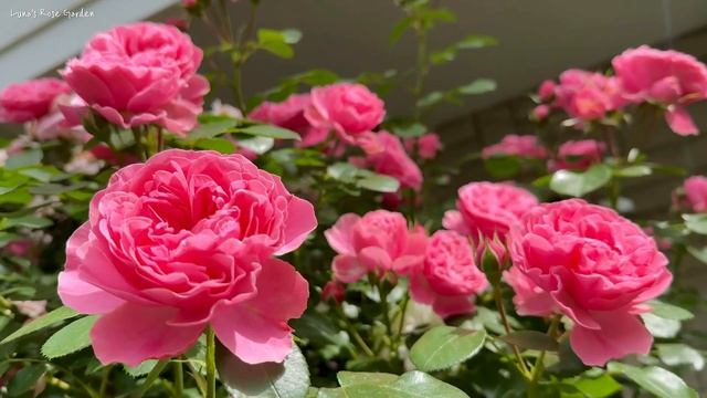 [Meilland Rose] Leonardo da Vinci Rose 레오나르도 다빈치 장미 2023.5.22-30 смотреть онлайн