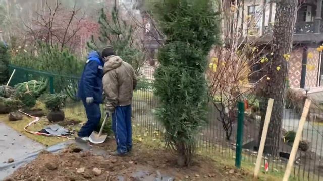 Посадка хвойных. Правило посадки! смотреть онлайн