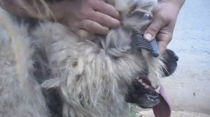 Работа колтунорезом