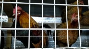 КАРЛИКОВЫЕ ПОРОДЫ КУР -  КОХИНХИН ПАЛЕВЫЙ , ШЕЛКИ, ФЕНИКС ОГНЕННЫЙ, БЕНТАМ АЛТАЙСКИЙ