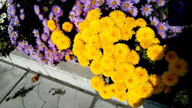 БАЛ ХРИЗАНТЕМ - астра многолетняя Хризантема жёлтая бордюрная миниатюрная 黄色の菊の抑制 смотреть онлайн