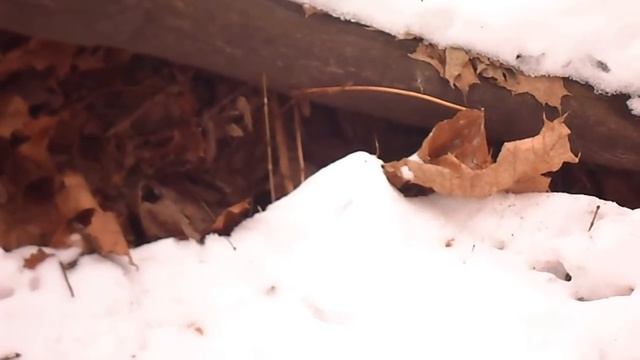 Мышь-полёвка (Field mouse) смотреть онлайн