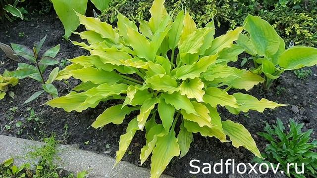 Одна из моих любимиц в саду, хоста Марракеш (Marrakech)