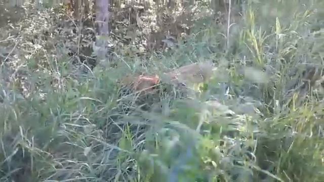 Таюшка топает на пасбище :) смотреть онлайн