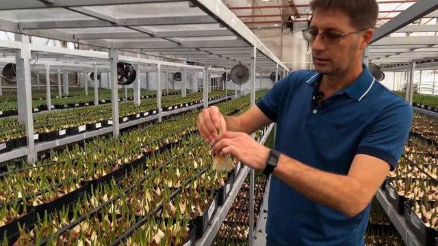 Обзор выгонки тюльпанов, делимся опытом | Январь смотреть онлайн