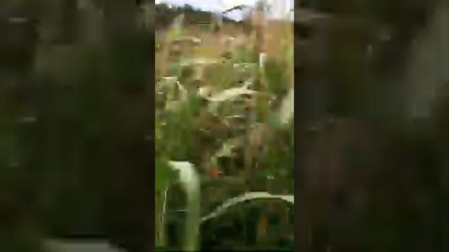 Суданская трава L Суданка обзор посевов