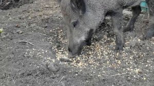 Содержание  диких кабанов