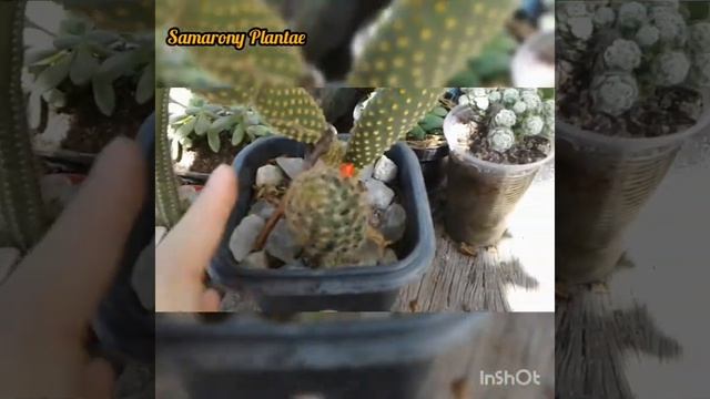 Cacto Mammillaria prolifera? смотреть онлайн