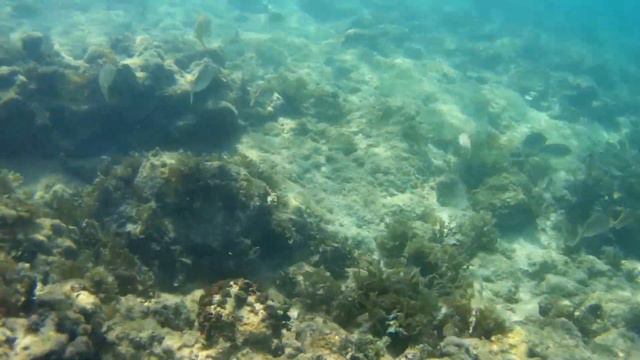 Еще рыбы Эгейского моря смотреть онлайн