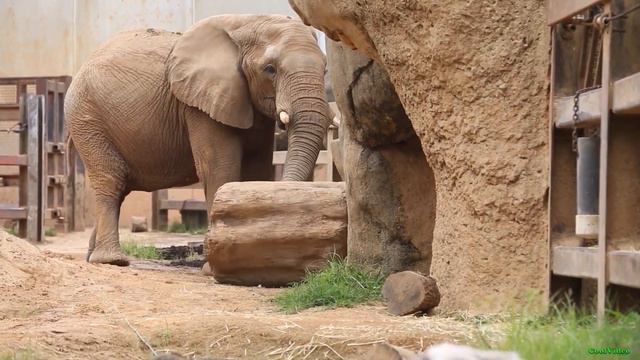 Слоны играют в песочнице и купаются смотреть онлайн