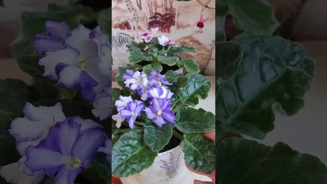 Как убрать пыль с листочков фиалки. смотреть онлайн