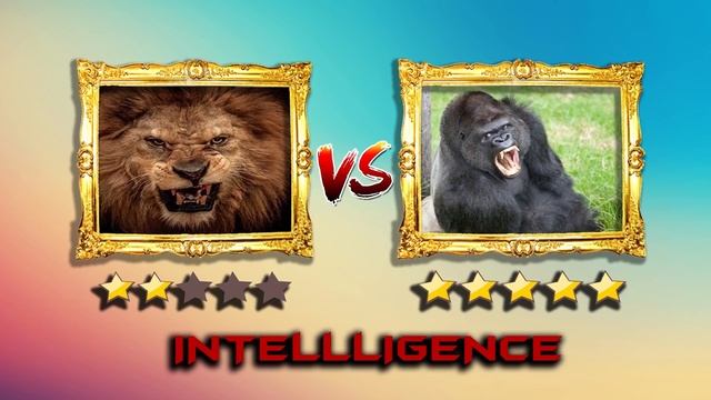 Lion VS Gorilla - Gorilla VS Lion Fight Real Video - Blondi Foks смотреть онлайн