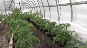 Антистрессовое опрыскивание томатов в теплице, высаженных в ранние сроки. Зачем это нужно делать?