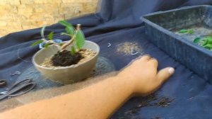 Бонсай производство, новое формирование и советы по выращиванию. Bonsai production. Growing tips
