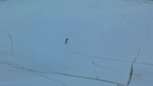 Adele penguins on ice.MP4 смотреть онлайн