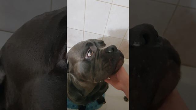 Кане корсо Ваня. Мойка😉 смотреть онлайн