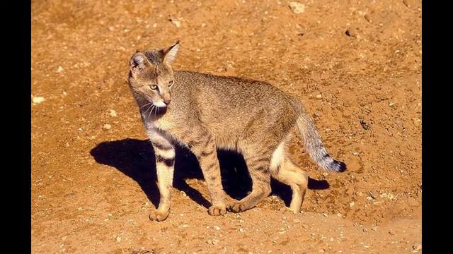 Камышовый кот