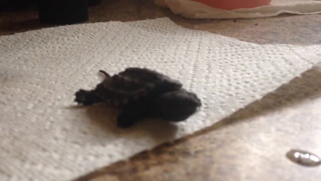 Wacky turtle adventures 2; mind control and cooking! смотреть онлайн