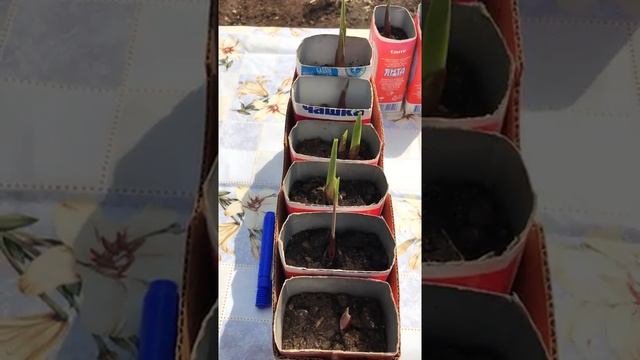 Подготовка гладиолусов к посадке