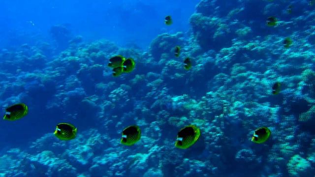 Ägypten Soma Bay 2018 смотреть онлайн