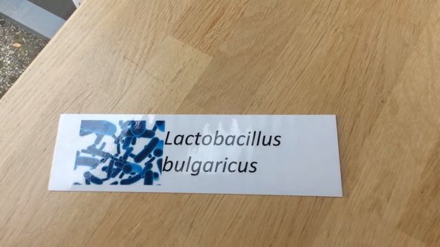 Lactobacillus bulgaricus смотреть онлайн