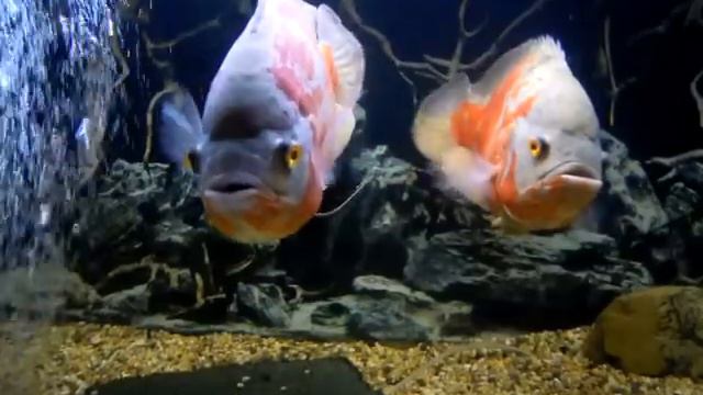 Pulgi y Machi febrero 2012. Пульги и Мачи, февраль 2012 г. смотреть онлайн