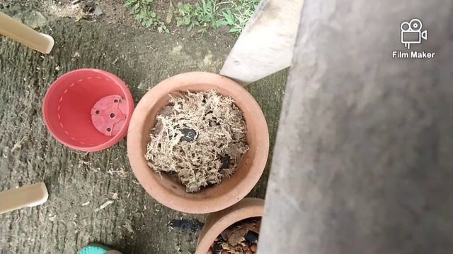 REPOTTING PHALAENOPSIS ORCHIDS USING MIX MEDIA смотреть онлайн