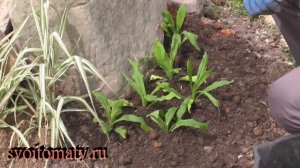 Гелихризум – выращивание. Неприхотливый сухоцвет, радующий цветением до заморозков