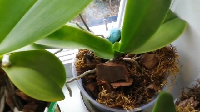 Орхидеи готовятся к цветению, что делать, если этого не происходит.#моишестьсоток#хештег #орхидеи смотреть онлайн