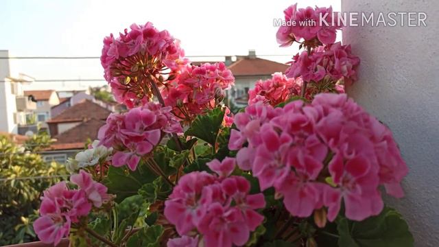 pink double petal geranium смотреть онлайн