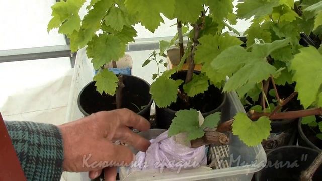 НА МАЙСКОЙ ДАЧЕ. Из теплицы в открытый грунт. смотреть онлайн
