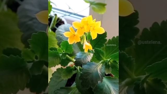 Каланхоэ. Подкормки. смотреть онлайн