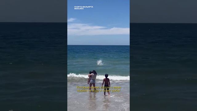 Забава для туристов в Мексике! Пеликаны ловят рыбу смотреть онлайн