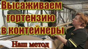 Как мы высаживаем  гортензию в контейнеры