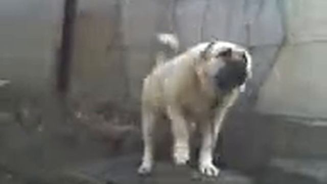 Кавказская овчарка 2011 смотреть онлайн