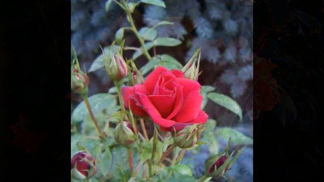 про розы? )) смотреть онлайн