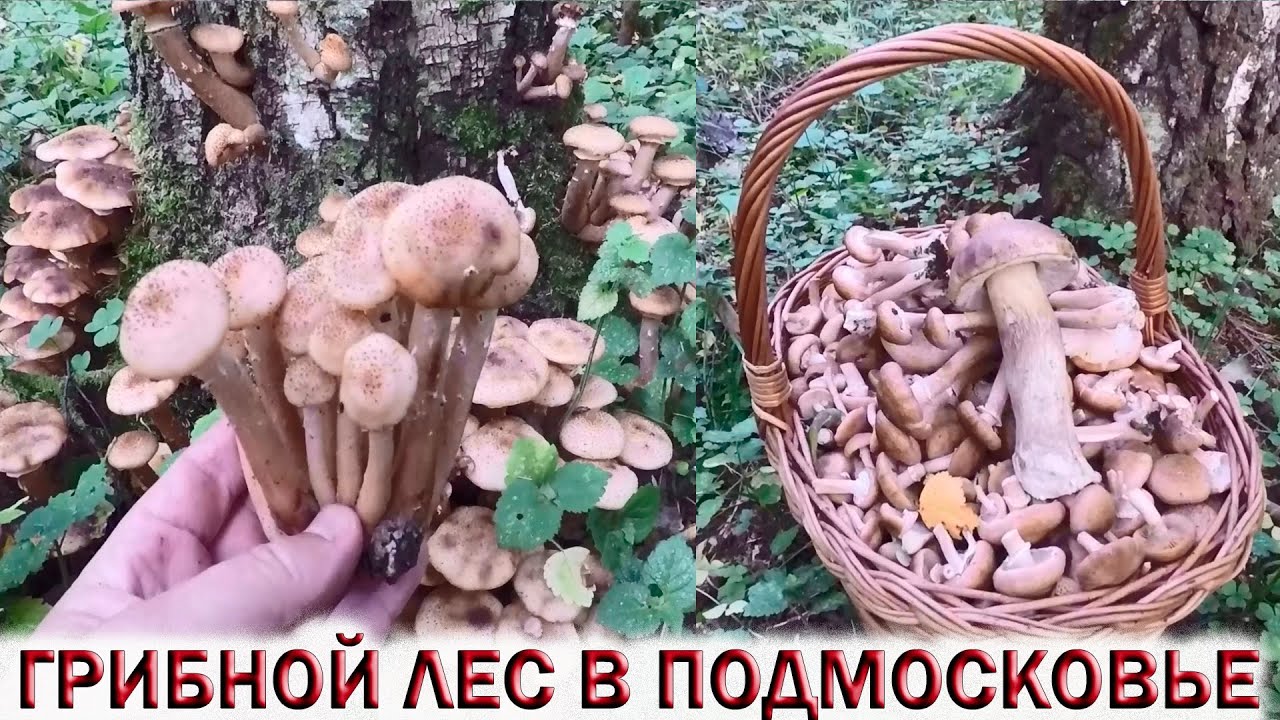 ?ГРИБНОЙ ЛЕС ИЗ ОСЕННИХ ОПЯТ В ПОДМОСКОВЬЕ. Грибы 2022 смотреть онлайн