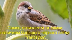 Воробьи.  Виды.  Часть 1