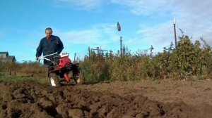 Осенняя вспашка мотоблок  БРАЙТ-105.(плугом)