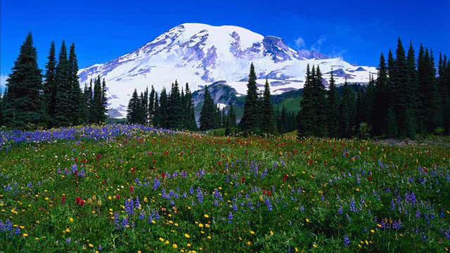 Niyameddin Musayev - Yalvarma Sevgilim