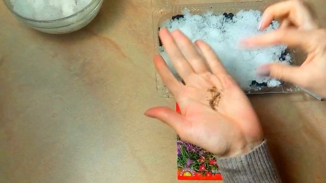 ЛОБЕЛИЯ ПОСАДКА В СНЕГ !!! СУПЕР СПОСОБ !!! ОТЛИЧНЫЙ РЕЗУЛЬТАТ !!! смотреть онлайн